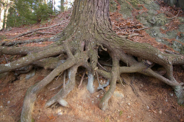 Picture of roots fo tree.